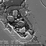El meteorito tiene una estructura en forma de huevo (que se muestra en esta imagen microscópica) que se asemeja a una célula biológica fosilizada de nuestro propio planeta.