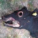 Post thumbnail of Dueño de vaca mutilada: «No hay dudas que se trata de extraterrestres»