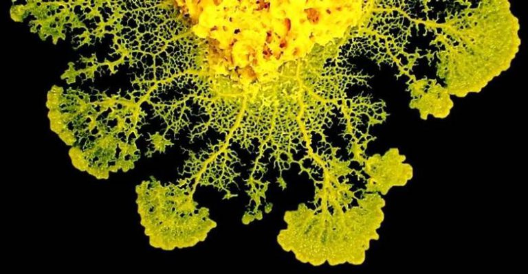Physarum polycephalum