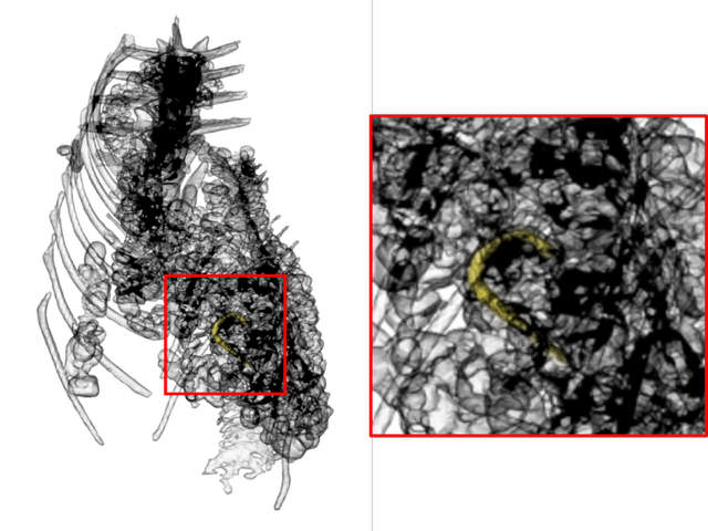 X-ray showing the hook in the animal. Credit: University of Manchester.