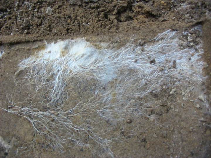 Fungal mycelium seen in a calicata (prospecting technique to facilitate geotechnical reconnaissance).