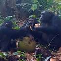 Miniatura de Chimpancés salvajes son captados compartiendo frutas fermentadas con alcohol