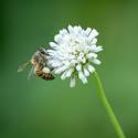 Miniatura de Día Mundial de las Abejas: por qué son clave para la vida en el planeta y qué podemos hacer para protegerlas