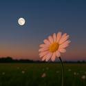 Miniatura de La luna llena de mayo será una «Microluna de Flores»: Cuándo y cómo verla en su máximo esplendor