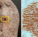 Post thumbnail of La huella dactilar más antigua del mundo podría demostrar que los neandertales creaban arte