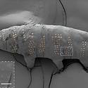 Post thumbnail of Científicos «tatuaron» tardígrados en un avance clave hacia dispositivos biomédicos a escala nanométrica