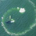 Miniatura de Ballenas jorobadas sorprenden al interactuar con humanos formando anillos de burbujas