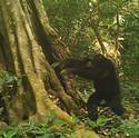 Miniatura de Chimpancés utilizan piedras para comunicarse: un sorprendente hallazgo en África Occidental