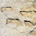 Post thumbnail of Nuevas pruebas confirman que humanos habitaron América hace 23.000 años