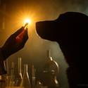 Post thumbnail of Científicos desarrollan una píldora que podría extender la vida de los perros