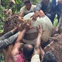 Post thumbnail of Descubren esferas funerarias milenarias en el Amazonas tras la caída de un árbol