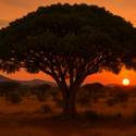 Post thumbnail of Descubren higueras en África que transforman dióxido de carbono en roca