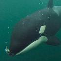 Post thumbnail of Orcas salvajes ofrecen comida a humanos: el sorprendente comportamiento que intriga a los científicos