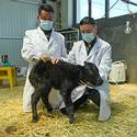 Post thumbnail of China clona con éxito un yak para revolucionar la ganadería en el Tíbet