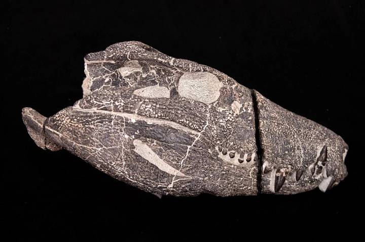 Skull and jaw of Kostensuchus atrox. Credit: Gabriel Díaz Yantén.
