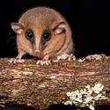 Miniatura de Descubren nueva especie de marsupial en los bosques nubosos de los Andes peruanos