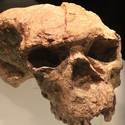 Miniatura de Un cráneo de un millón de años en China desafía el origen de la humanidad