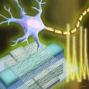 Miniatura de Crean las primeras neuronas artificiales que se comunican directamente con células vivas